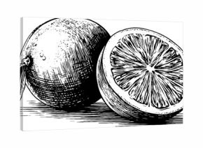 Vintage sliced orange illustration with engraved details for design