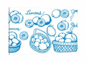Lemons Set Sketch Line Drawing Style. Line Art Fruit Sketch on White Background. Citrus Contour Outline Illustration. Vector EPS 10.