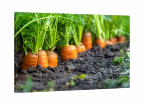 Carrot harvest in the garden. Selective focus.