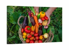 A man with a harvest of vegetables in the garden. Selective focus.