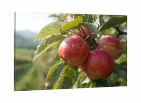 Ripe apples hanging from a tree in an orchard, illustrating seasonal fruit collection for agricultural awareness