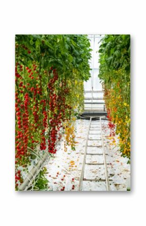 Varieties of tomatoes used as a gene pool for plant breeding purposes in Dutch horticulture