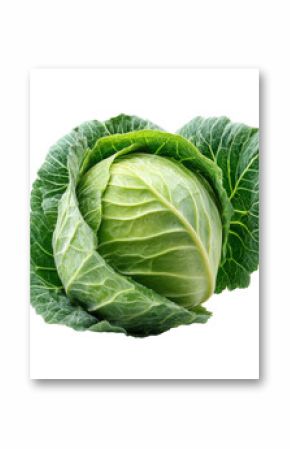 cabbage isolated on white