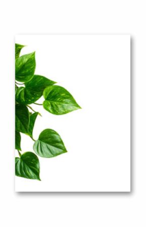 Golden pothos leaves on black, vibrant foliage, houseplant, cut out transparent