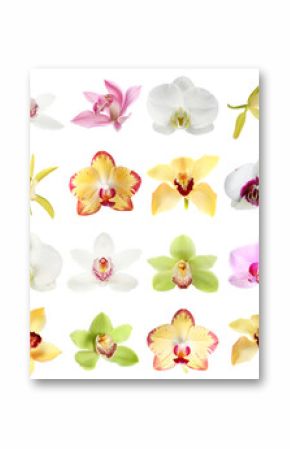 Different beautiful orchid flowers isolated on white, set