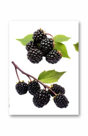 Set of branches of delicious ripe blackberries, cut out