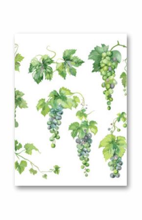Grapevine set. Isolated grapevines with white green bunches of grapes. Watercolor style grape, wine industry. Raw food ingredients vector elements