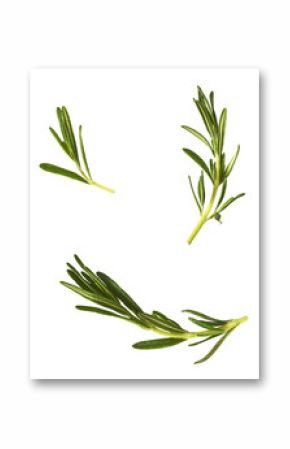 Fresh green rosemary herb falling in the air isolates on white background