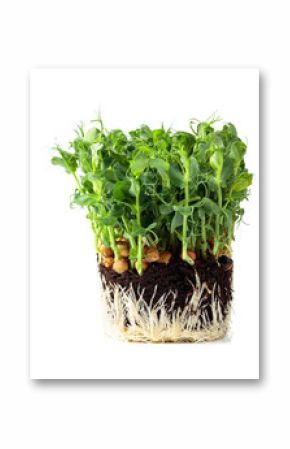 Fresh pea microgreen sprouts isolated on a white background.