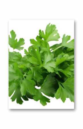 PNG Fresh parsley herb leaf herbs plant white background.