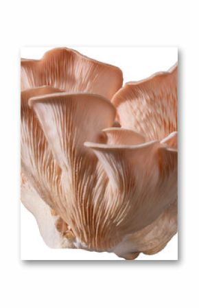 Isolated pink oyster mushroom cut out on white background.