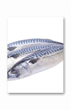 Fresh fish mackerel on a white background