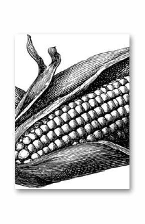 Engraved elote corn illustration in black line art for prints and cards
