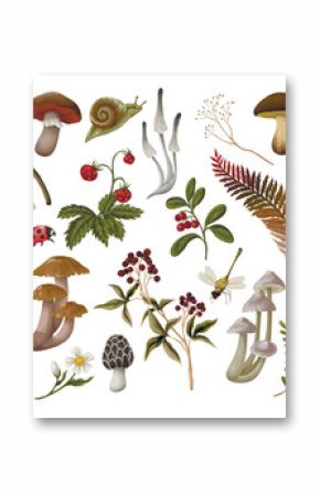 Mushrooms, berries, plants and leaves isolated. Vector.