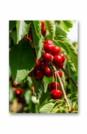 Lush, ripe cherries hang from a branch in a vibrant orchard. The sunlit setting highlights the rich red color of the cherries against the green foliage, capturing the essence of harvest season