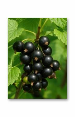 Close-up of black currant berries growing on a bush in an outdoor setting