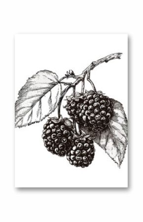 Antique engraving of white mulberry, berry cluster sketch, black ink print, vintage hand-drawn style, retro food art, old botanical illustration, rustic style, trendy nature decor