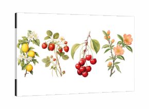 Vintage botanical fruit illustrations