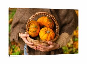 Orange mini pumpkins in a basket in the hands of a child with dry fall leaves. Fresh organic food, closeup. Autumn season.