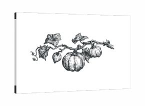 Sketch of pumpkin vine with leaves and fruit on transparent background. Vector hand drawn illustration