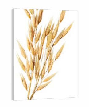 oat plant
