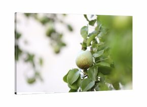 Fresh pear growing on tree outdoors, space for text