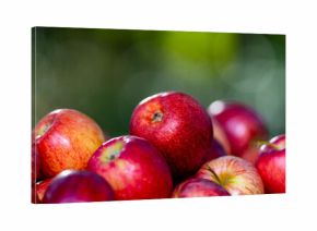 Fresh apples in basket on wooden table. Organic apples harvested from farm. Ripe organic apple. Summer harvest with fresh red apples. Basket full of fresh apples.