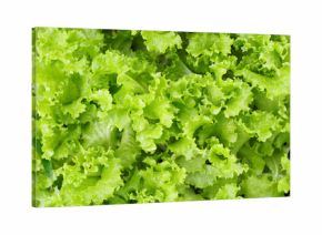 Green Oak Lettuce Texture Background, Close-Up of Organic Green Oak Salad Leaves