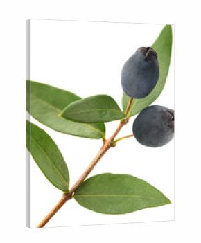 Myrtle branch with berries