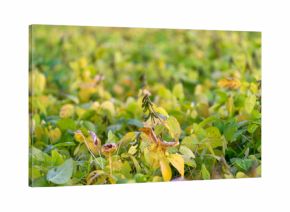 Ripe soybean field in golden light showing dense yellowgreen foliage, scattered pods and soft background bokeh conveying late-season harvest calm and abundant crop texture