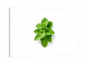 Fresh lemon balm bunch used as a herbal remedy, suitable for natural wellness practices