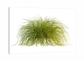 Carex elata tree, front view, 4k png, transparent background, cutout isolate, Close-up of a green plant with intricate root system, nature's beauty, botanical illustration, organic growth