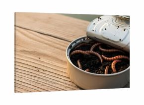 An open can of fishing bait, filled with wriggling worms on a rustic wooden surface, for an outdoor recreation and nature concept