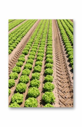 field cultivated with cabbage salad growing on the fertile sandy soil