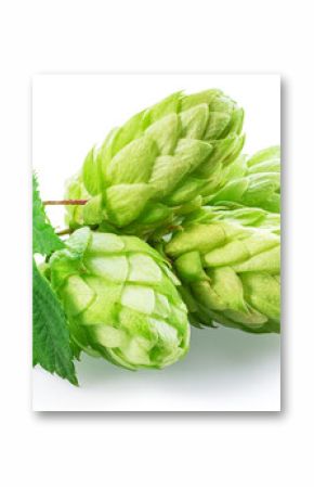 Fresh green hops or hop cone flowers with leaves on white background. File contains clipping path.