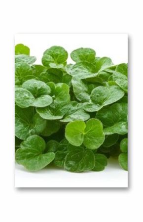 Fresh Green Centella Asiatica Leaves Isolated on a White Background, Herb and Medicine