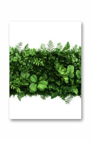 Green wall of lush foliage, a vertical garden, dense greenery , cut out transparent