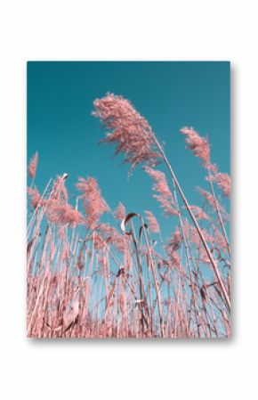 Pampas grass on blue sky background. Landscape with dried reeds grass. Natural background, outdoor, boho style, vertical template. Minimal natural concept.