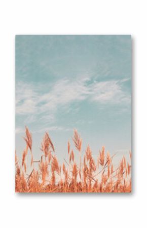 Pampas grass. Abstract natural minimal background of Cortaderia selloana fluffy plants moving in a wind. Spring or summer