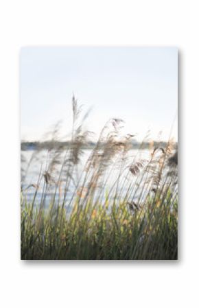 Pampas grass on the river in summer. Natural background of golden dry reeds against a blue sky. Selective focus.