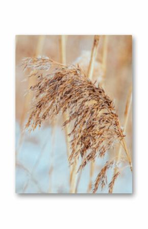 Pampas grass at sunset. Reed seeds in neutral colors on light background. Dry reeds close up. Trendy soft fluffy plant in the sun. Minimalistic stylish concept