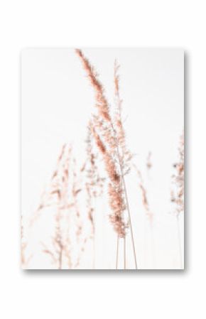 Dry branches of pampas grass with gray-beige seeds. Natural, natural, trendy background with reed flowers in a minimalistic boho style.