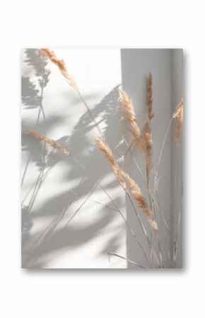 Dry flowers of pampas grass on a wall background indoors with sunbeams and abstract shadow. Minimalistic composition in boho style.