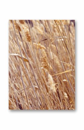 Dry flowers reed as beauty nature background, Abstract natural backdrop. Reeds grass or pampas grass outdoors with daylight, life style tranquil scene, dried trendy wild plants. Soft focus
