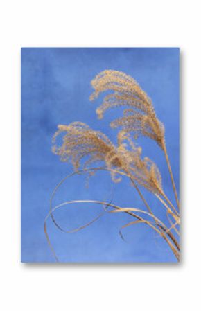 bouquet of dried flowers in a vase on an olive background in boho style