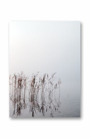 Plants on a foggy lake. Natural tones.