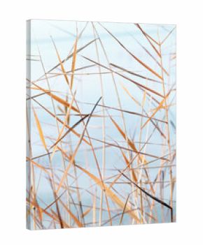 Minimal nature pattern, close up natural stems and leaves texture background, wild grass reeds as natural wallpaper, aesthetic nature wild plants, pastel colors, neutral tones landscape