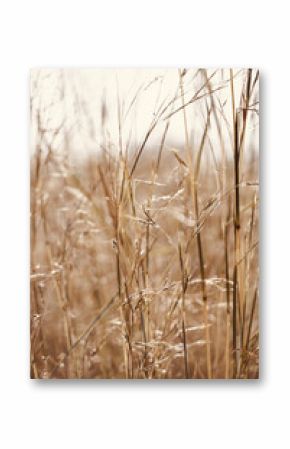 Dried plants in the foreground beige tones meadow. Macro nature photography of dried flowers and leaves. 
