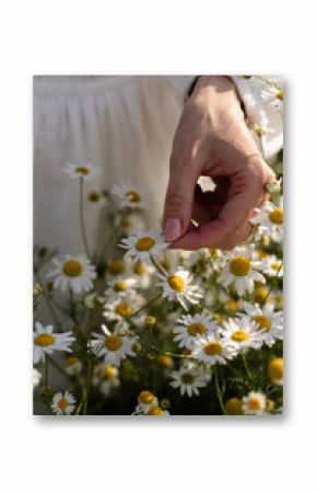 Daisy petals. Collection of medicinal herbs. Chamomile tea, health benefits