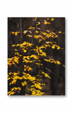 Yellow Leaves in Moody Dark Forest